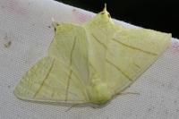Ourapteryx sambucaria