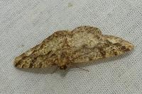 Parectropis similaria