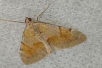 Pennithera firmata firmata