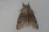 Stauropus fagi