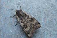 Noctua pronuba