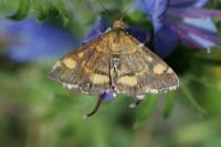 Pyrausta aurata