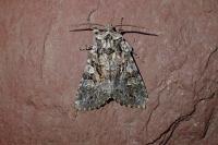 Pachetra sagittigera