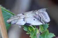 Acrobasis fallouella