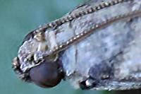 Acrobasis fallouella