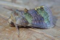 Diachrysia chrysitis