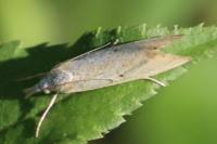 Xanthocrambus saxonellus