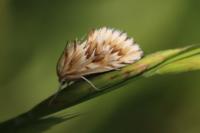 Cynaeda dentalis