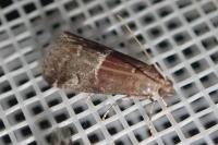 Acrobasis marmorea