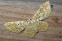 Hydrelia flammeolaria