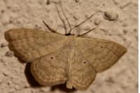 Scopula immutata