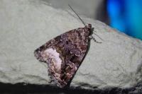 Deltote pygarga