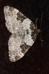 Xanthorhoe fluctuata