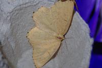 Angerona prunaria