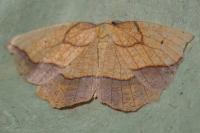 Epione repandaria
