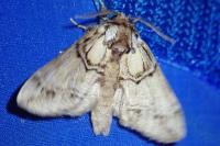 Drymonia velitaris
