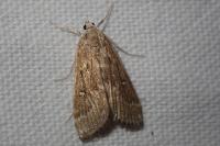 Parapoynx stratiotata