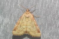 Photedes minima