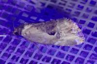 Elaphria venustula