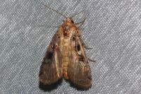 Xestia ditrapezium