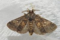 Gluphisia crenata