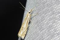 Crambus lathoniellus