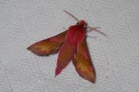 Deilephila porcellus