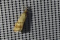 Chrysocrambus linetella