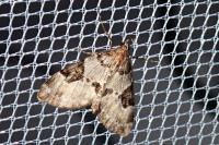 Thera vetustata
