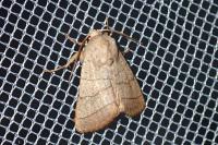 Charanyca trigrammica