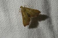 Endotricha flammealis