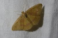 Rhodostrophia calabra