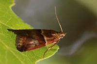 Acrobasis repandana