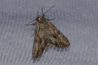 Apamea monoglypha monoglypha