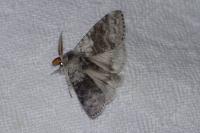Calliteara pudibunda