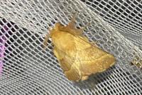 Malacosoma neustria