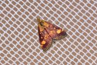 Pyrausta aurata