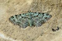 Pasiphila rectangulata
