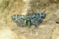 Pasiphila rectangulata
