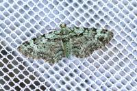 Pasiphila rectangulata