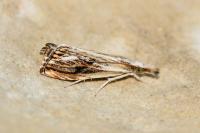 Catoptria verellus