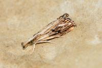 Catoptria verellus