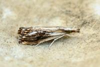 Catoptria verellus