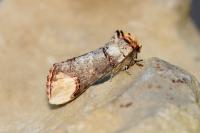 Phalera bucephala