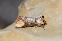 Phalera bucephala