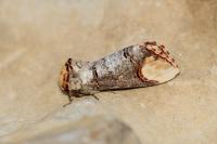 Phalera bucephala