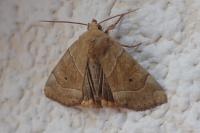 Cosmia trapezina