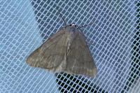 Pseudoterpna pruinata