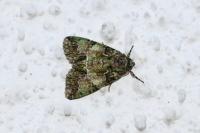 Polyphaenis sericata