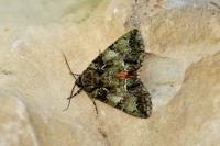 Polyphaenis sericata